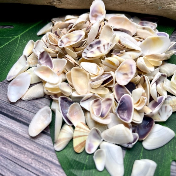 100 Florida Assorted Shells Coquinas, Tellins, Wedge Mixed 
Collect DIY Crafting - Picture 15 of 16